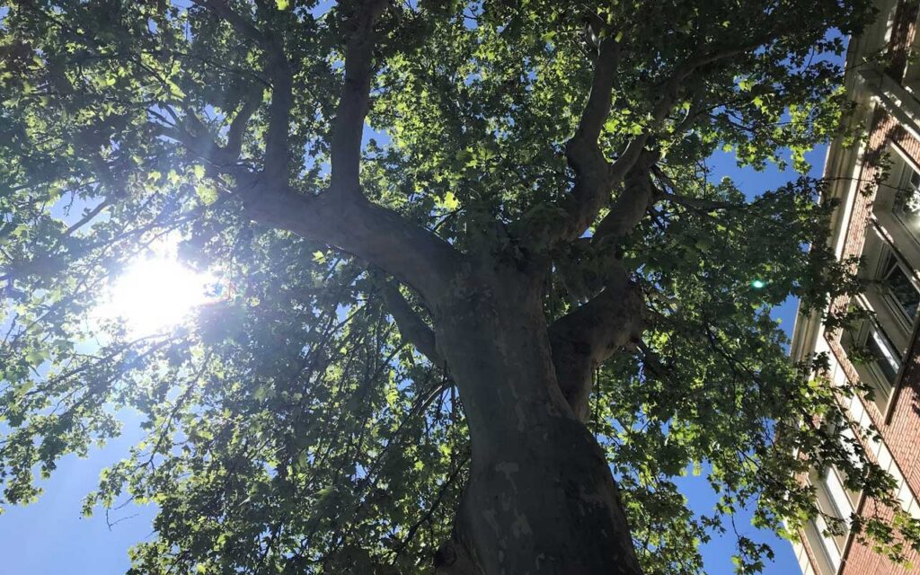 Un estudio a escala global con participación del ICIFOR-INIA-CSIC analiza la capacidad del arbolado urbano de mitigar las altas temperaturas