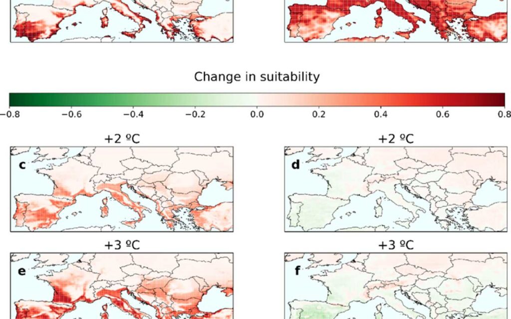 El cambio climático potencia la bacteria que devora olivos en el Mediterráneo