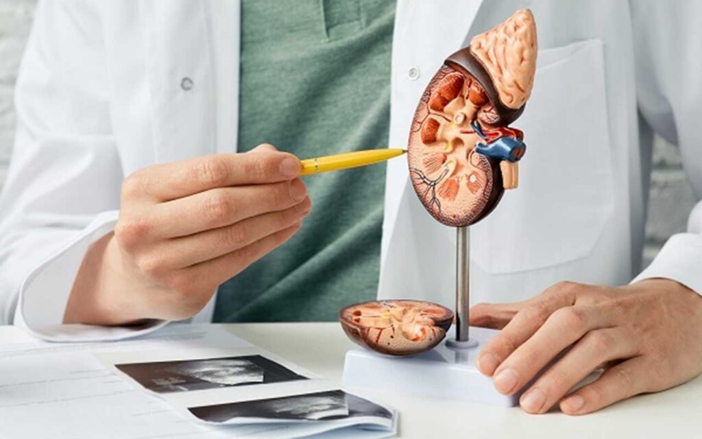 Una nueva terapia basada en nanopartículas mejora el tratamiento de la lesión renal aguda y la enfermedad renal crónica