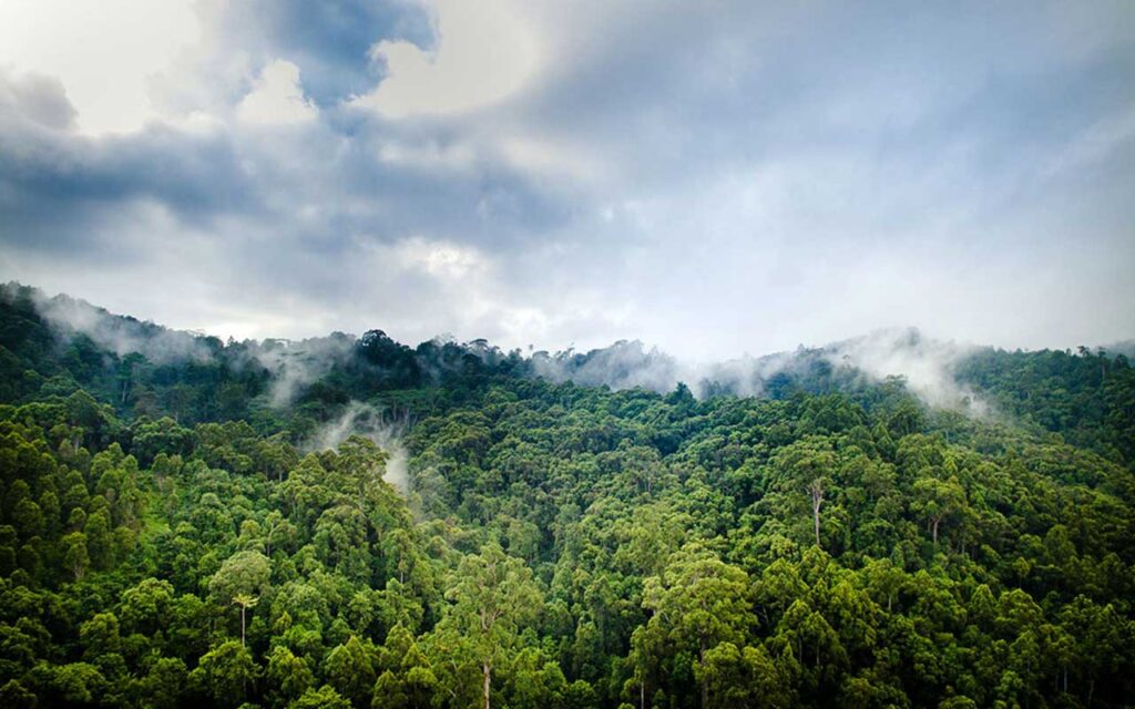 Inside the realm of forest resilience amid climate challenges