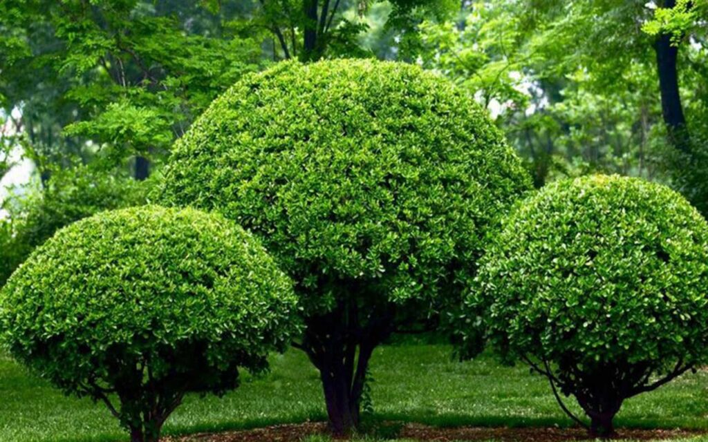 Hallado un gen que explica cómo la transcripción influye en la memoria de las plantas