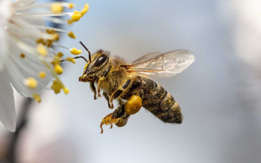Recuento de insectos en pro de la biodiversidad de las tierras agrícolas