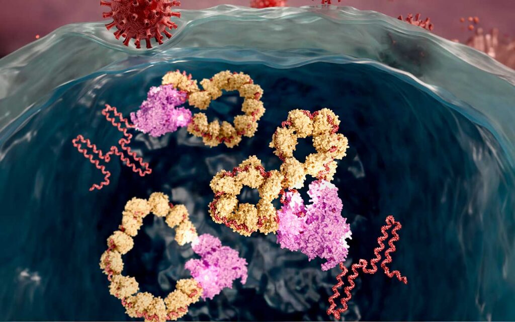 Visualizan por primera vez cómo se produce la multiplicación del genoma del virus de la gripe