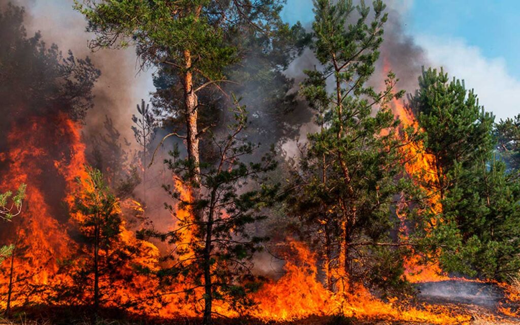 Un nuevo relato sobre los incendios pone el foco en las comunidades rurales y su realidad