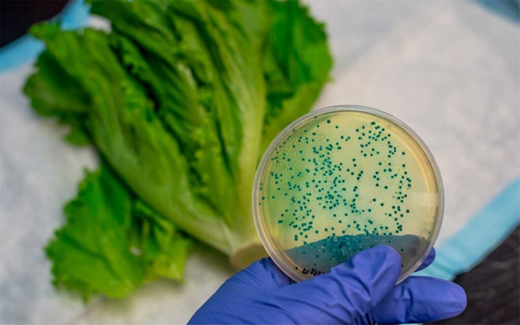 Crean una gran base de datos con la información genética de los microbios de nuestra comida