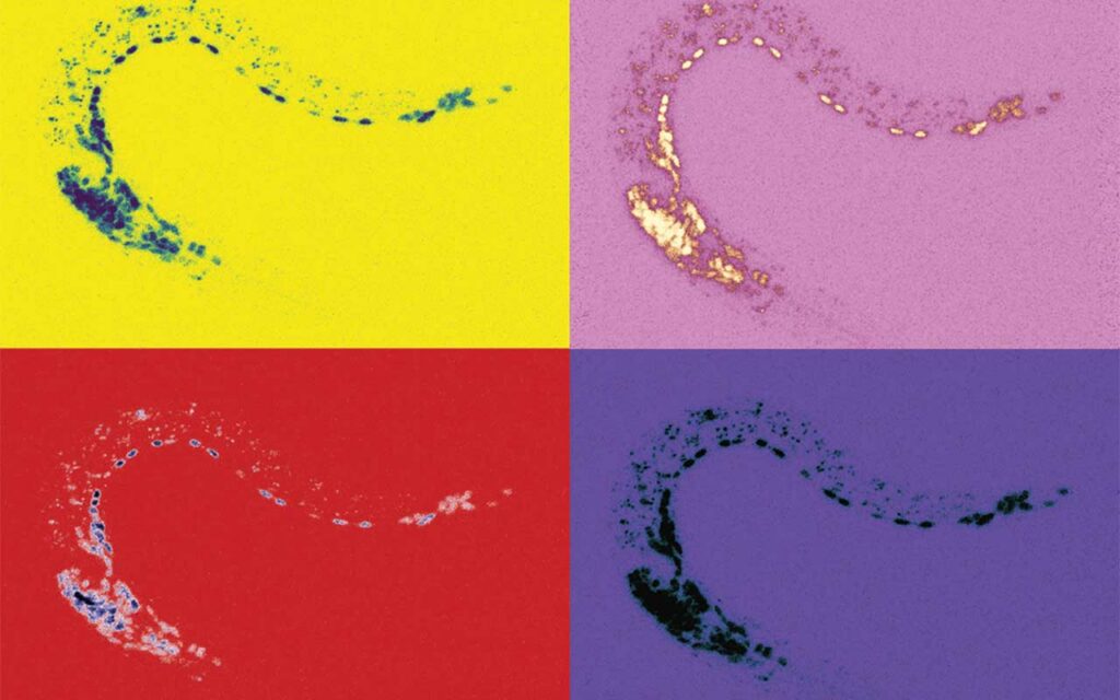 Imagen de un gusano transgénico con expresión del factor de splicing UNC-75 marcado con mScarlet en el sistema nervioso, generado con CRISPR-Cas9