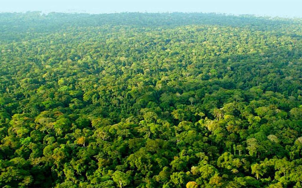 A dense tropical rainforest canopy with lush green foliage, representing the biodiversity at risk due to climate change.