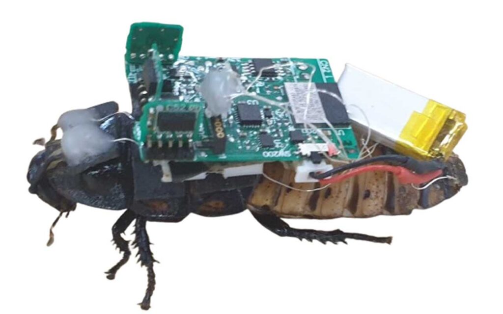 Cyborg cockroach equipped with an electronic backpack designed for disaster management operations.