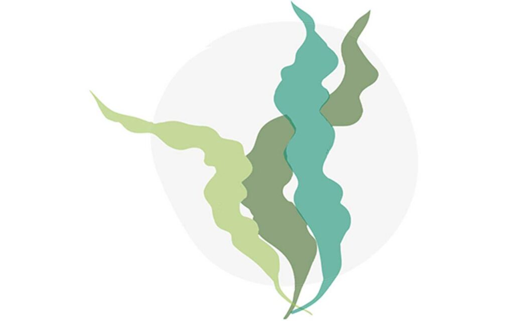 Tackling aquaculture’s health challenges with seaweed