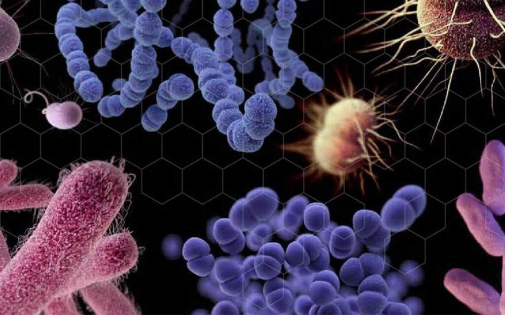Integrones bacterianos con genes BRiCs ofrecen defensa frente a fagos y antibióticos, según estudio liderado por la UCM.
