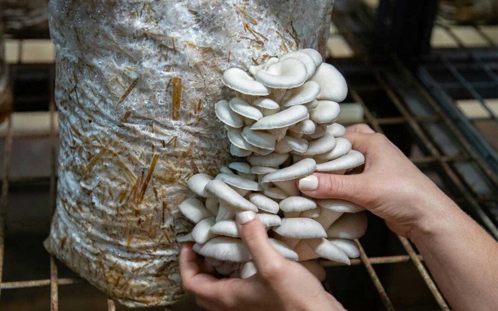 Setas utilizadas para fabricar films biodegradables en fotocondensadores sostenibles