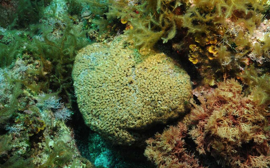 Coral Cladocora caespitosa afectado por microplásticos en la reserva marina de las Islas Columbretes. Foto: Diego Kersting