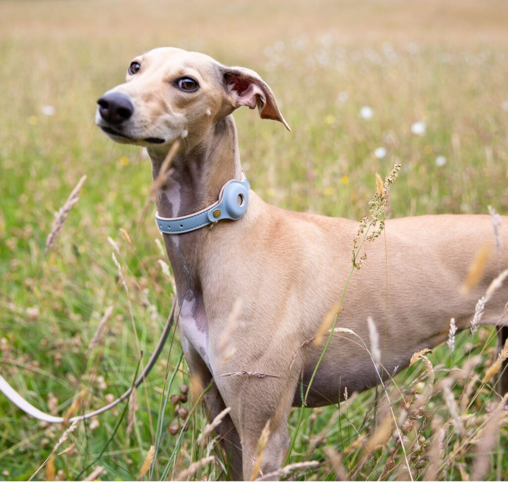 ‘Pet tech’: la tecnología para el cuidado de las mascotas vive un ‘boom’ imparable