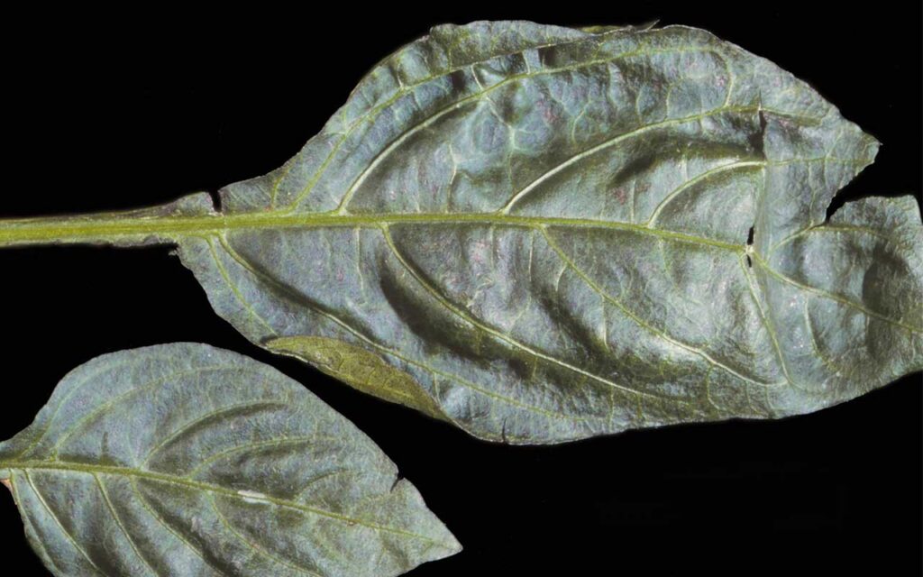 Spray antiviral no transgénico silencia genes en plantas con precisión y sin efectos secundarios