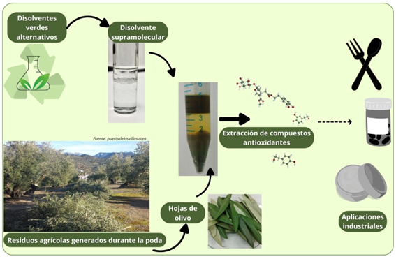 Disolventes verdes para valorizar la poda del olivo