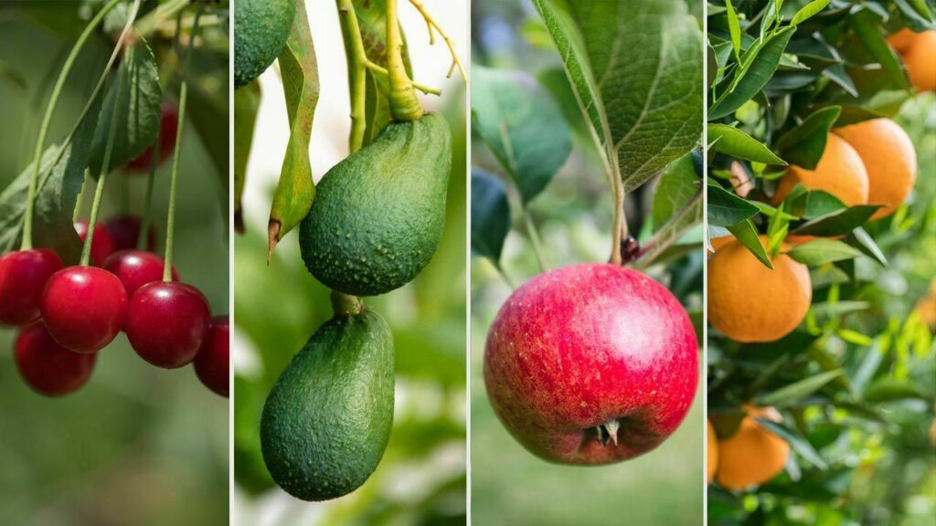 Un método rápido y económico facilita la evaluación de productos naturales como bioestimulantes en plantas