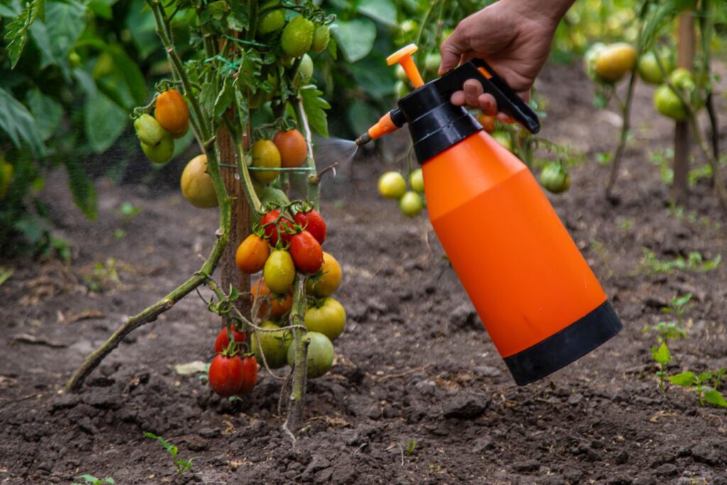 Un compuesto permite a los tomates y otros cultivos convencionales resistir la sequía