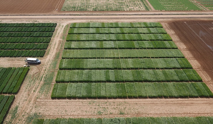 Identifican la estrategia de selección genética más eficiente para obtener variedades de trigo más productivas