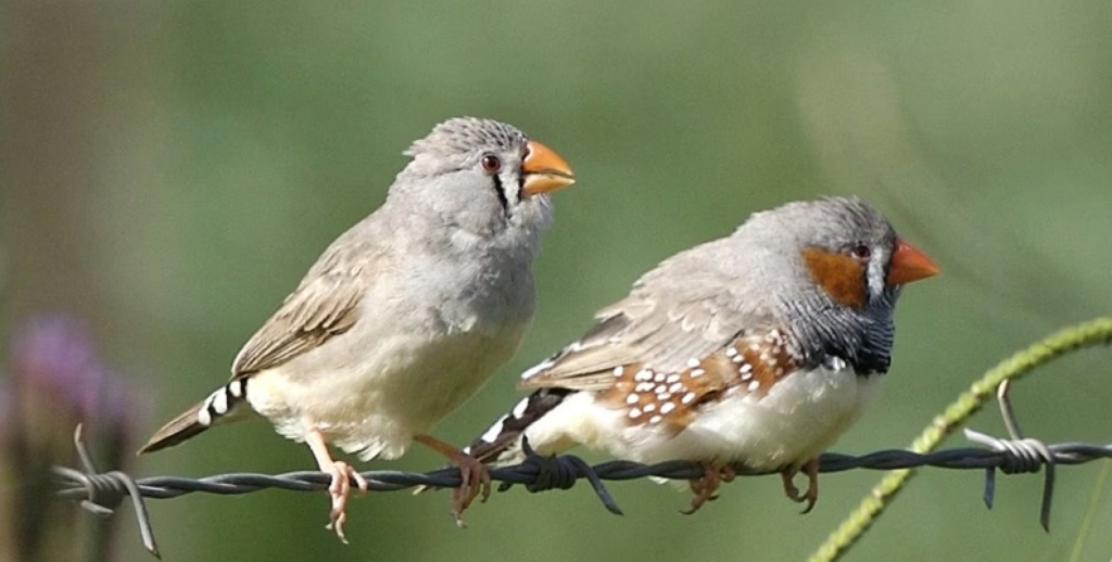 Stem Cell Technique Could Preserve Endangered Bird Species