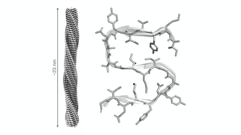 Determinan la estructura atómica de una proteína clave en la regulación de la muerte celular en enfermedades neurodegenerativas