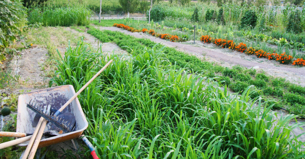 Acelerar la transición hacia la agroecología mediante laboratorios vivientes