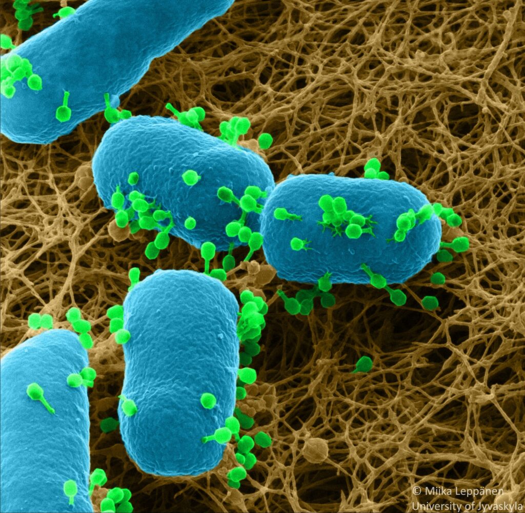 Diferentes especies de virus se comunican entre sí para coordinar la infección de las bacterias