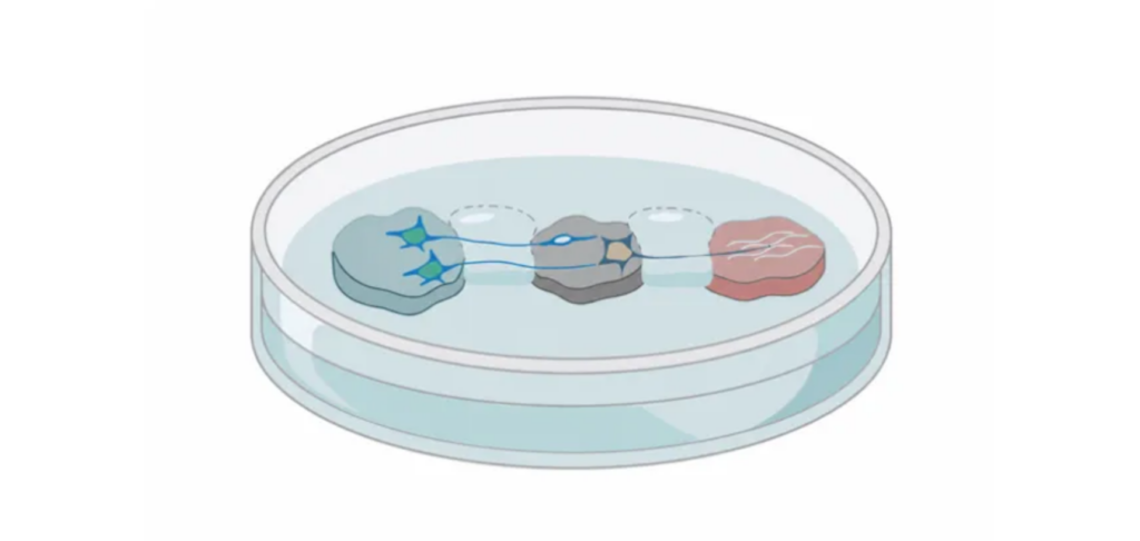 Lab-grown brain-spinal cord model shows ‘irreversible’ nerve damage may be reversed
