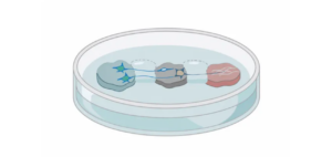 Lab-grown brain-spinal cord model shows ‘irreversible’ nerve damage may be reversed